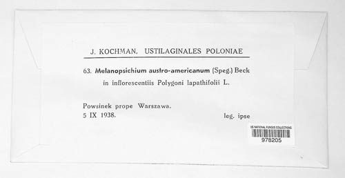 Melanopsichium austroamericanum image